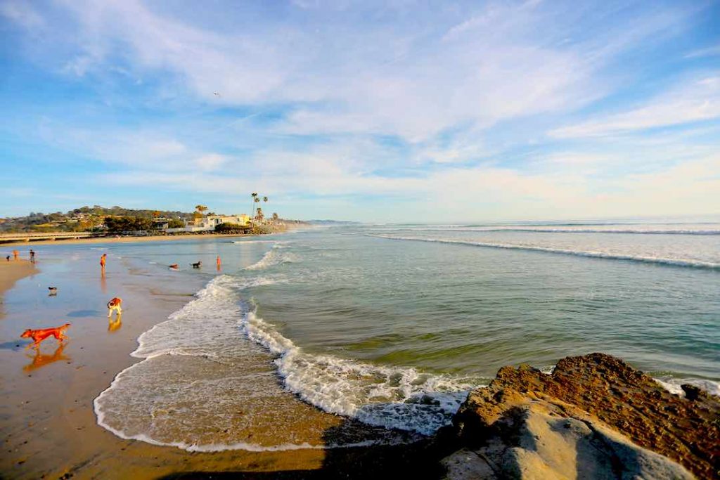 pet friendly beaches in san diego to walk dogs