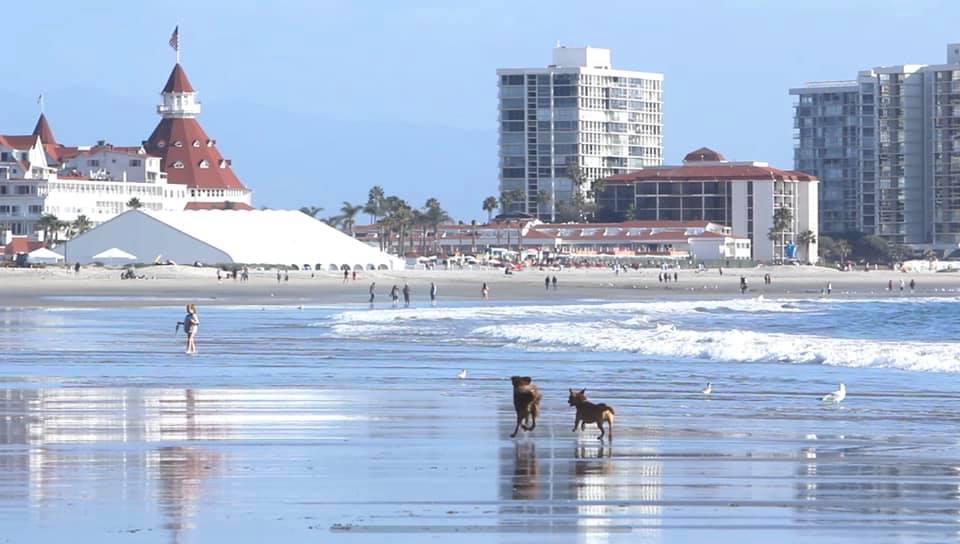 coronado dog beach in san diego2020 01 12 at 6.27.52 PM 3