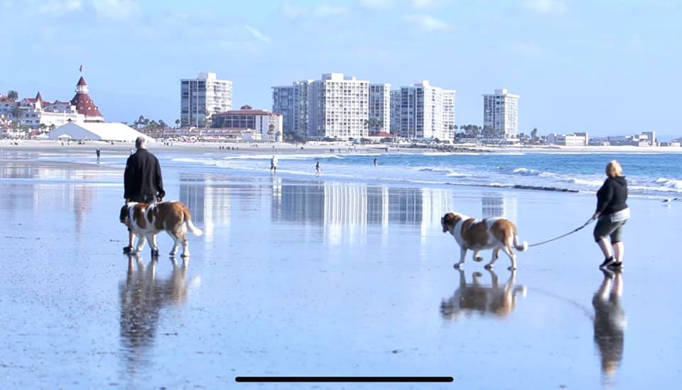 coronado dog beach