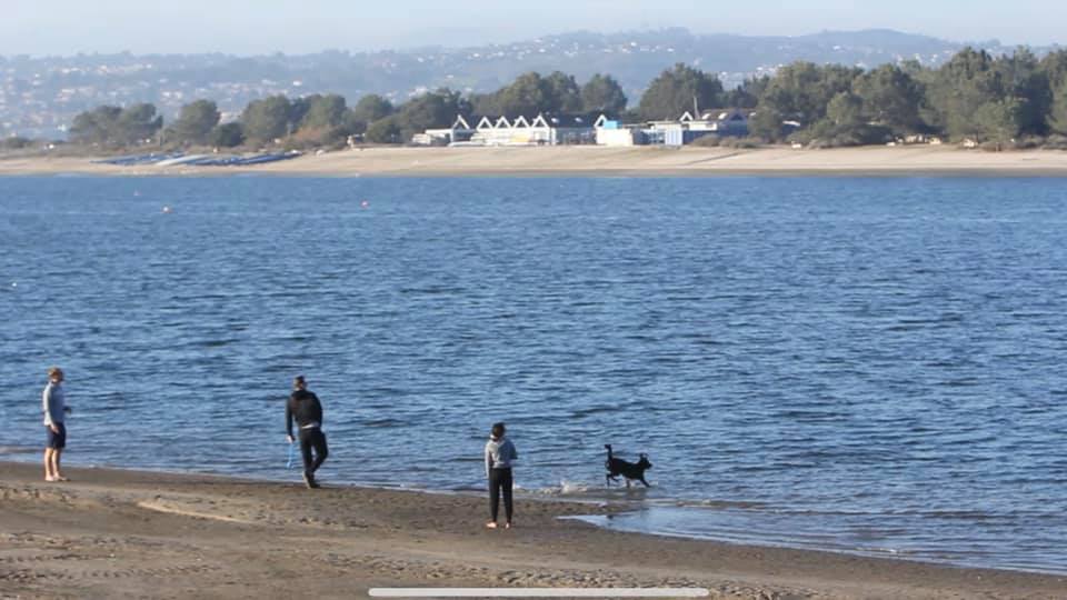 dog beaches in san diego off leash fiesta island dog park at mission bay 1